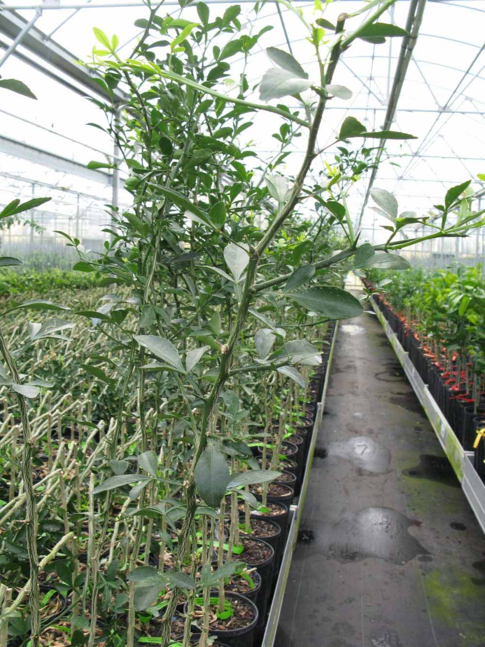              Habit (Phillip Rucks Citrus Nursery, Frostproof, FL)       